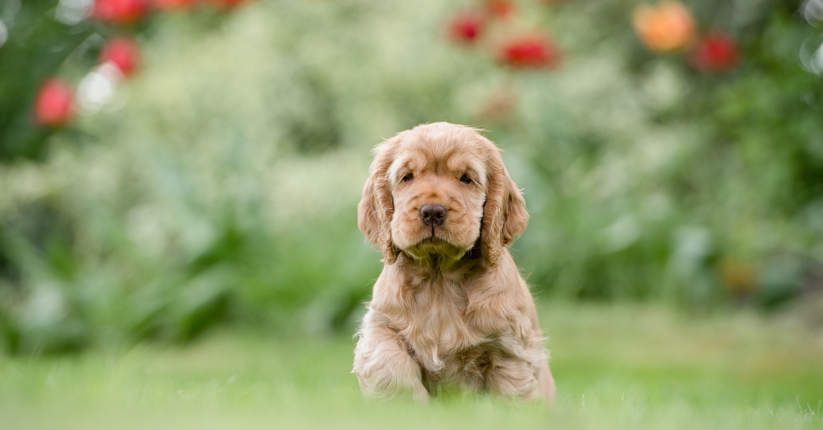 Cucciolo di cane stitico: cause, conseguenze e rimedi utili