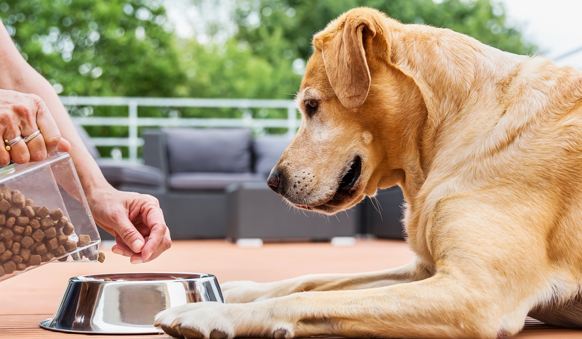 alimentazione di un cane di taglia grande