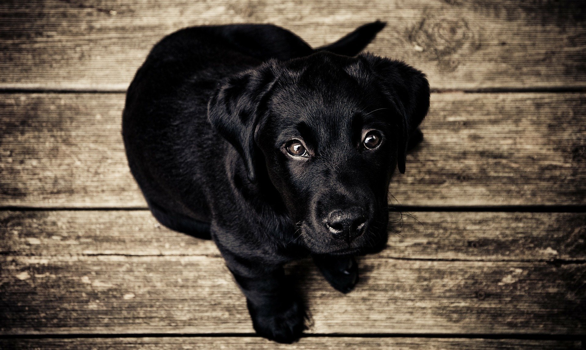 cane guarda padrone