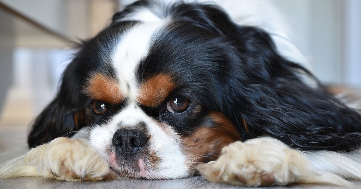 Come si scopre se il cane ha una malattia cardiaca?