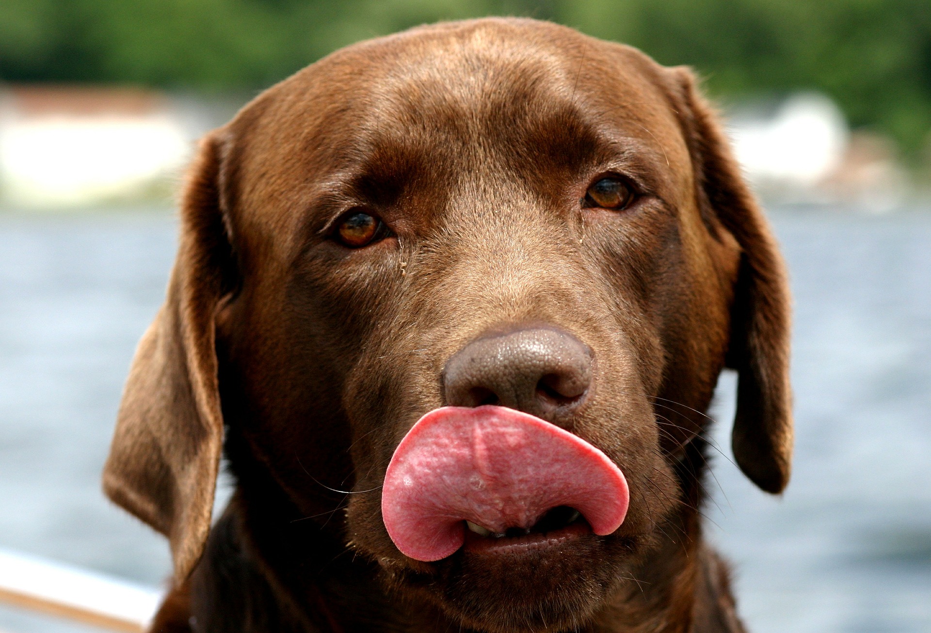 I cani possono mangiare il sanguinaccio?