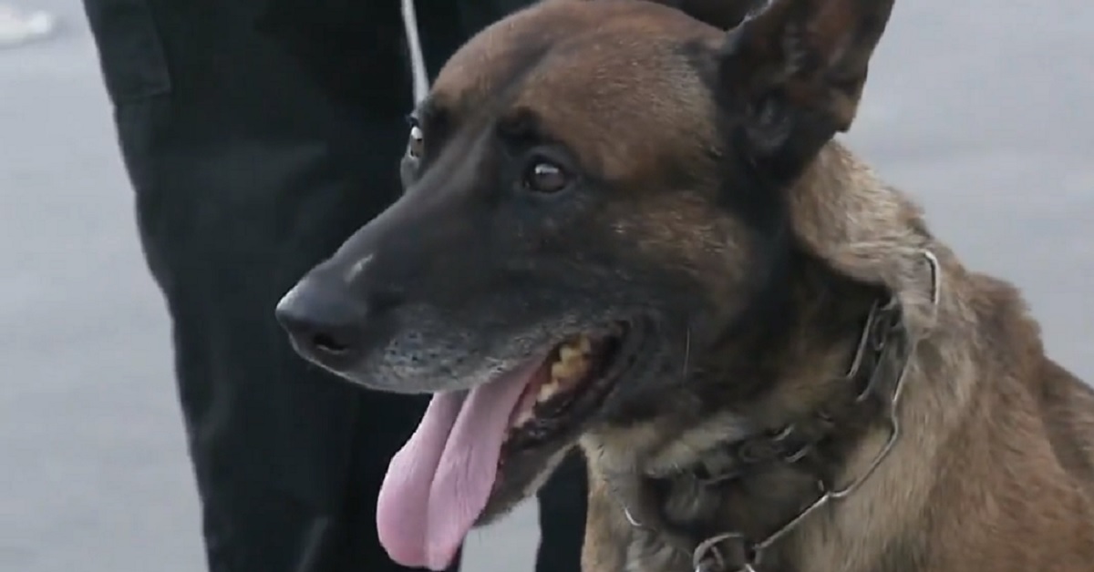 Cane poliziotto mette fine ad una situazione complicata