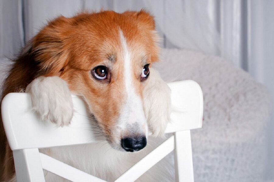 cane che supplica