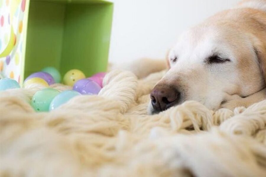 indigestione nel cane