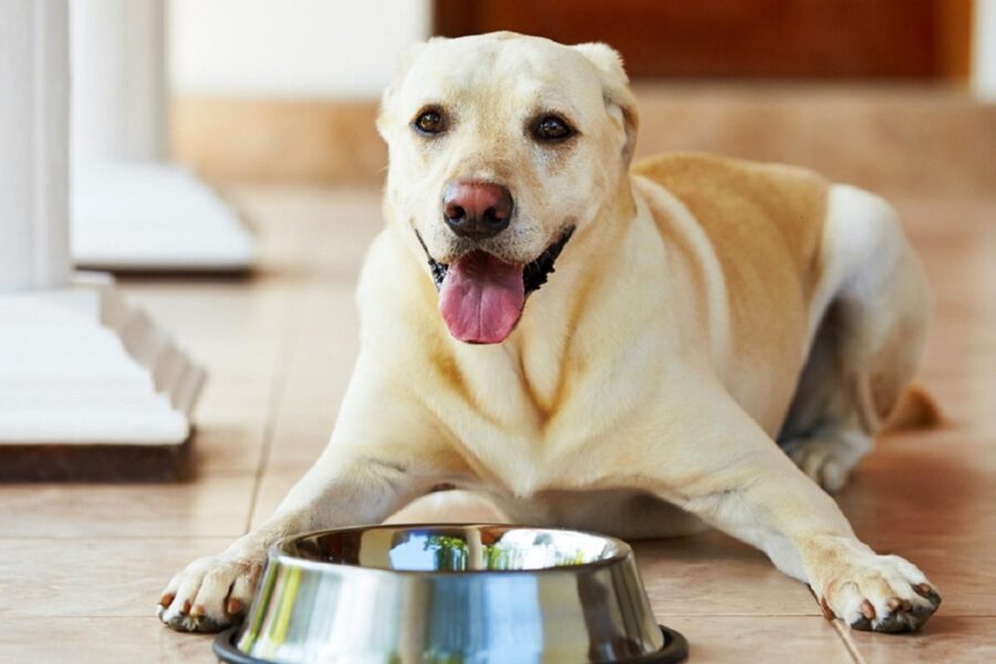 cane impaziente di mangiare