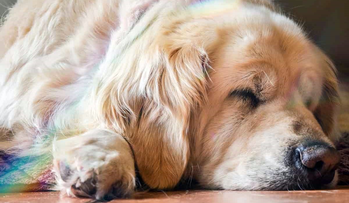 cane che dorme sul pavimento