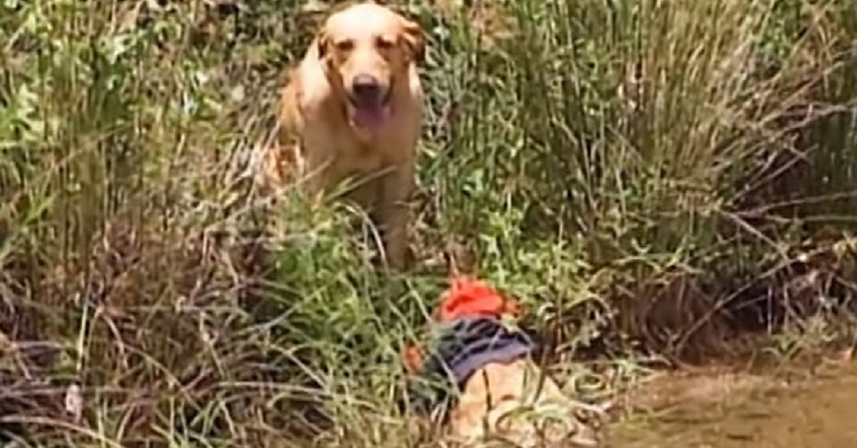 Cane salva un bambino che annega: è un miracolo – VIDEO