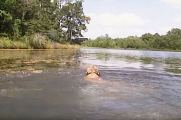 cane che nuota 