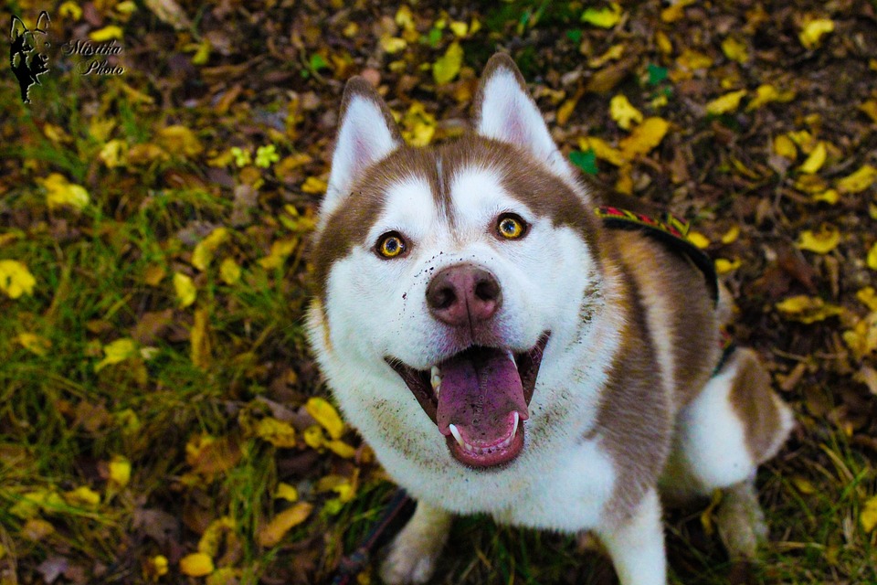 I cani possono mangiare il sanguinaccio?