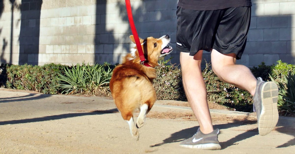 Il cane ti aiuta a perdere peso: ecco come fa