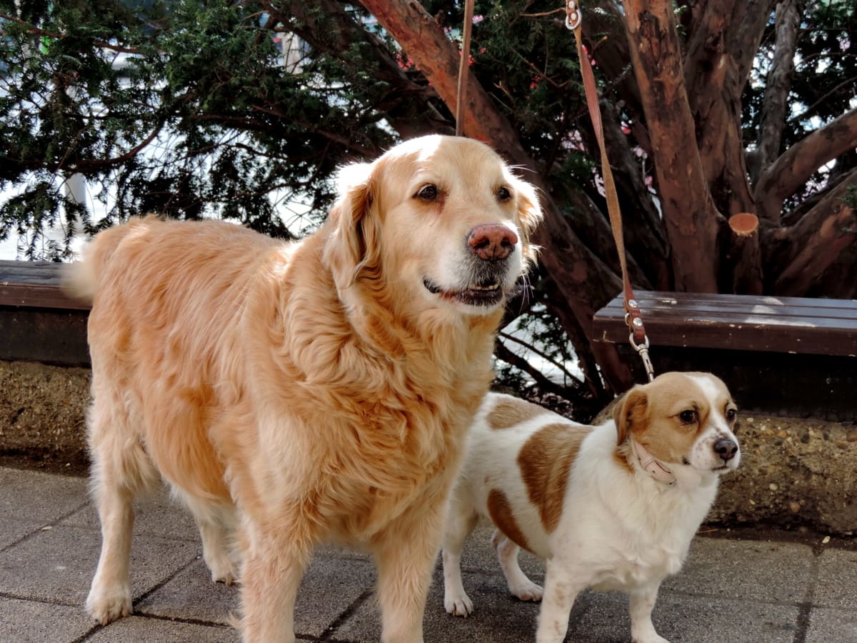 Due cani che ti guardano