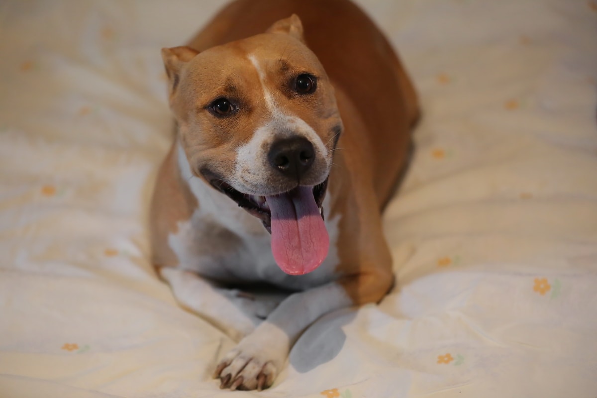 cane sul letto