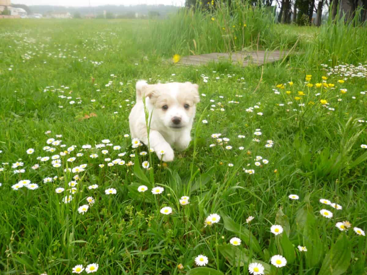 cucciolo di cane che corre