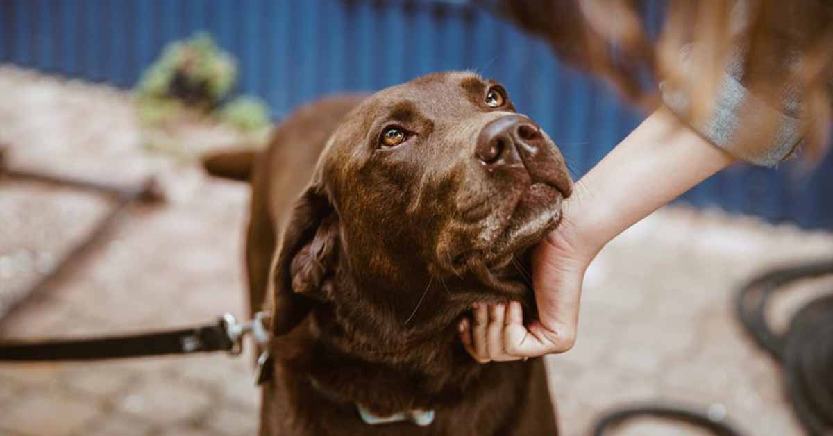 Perché il cane ti segue sempre e ovunque?