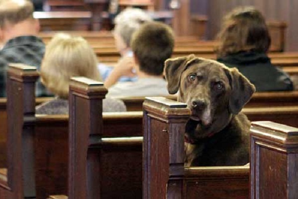 cane in chiesa