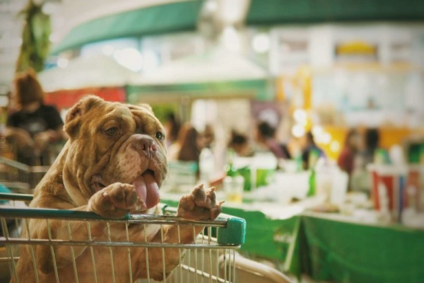 cane tra le corsie del supermercato