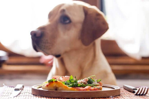 cane seduto a tavola