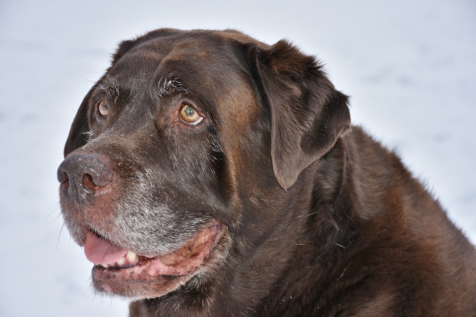 cane goloso