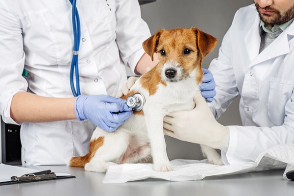 cane, veterinari e stetoscopio