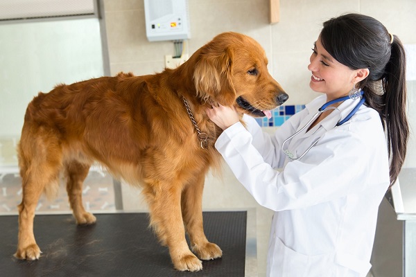 veterinaria visita cane