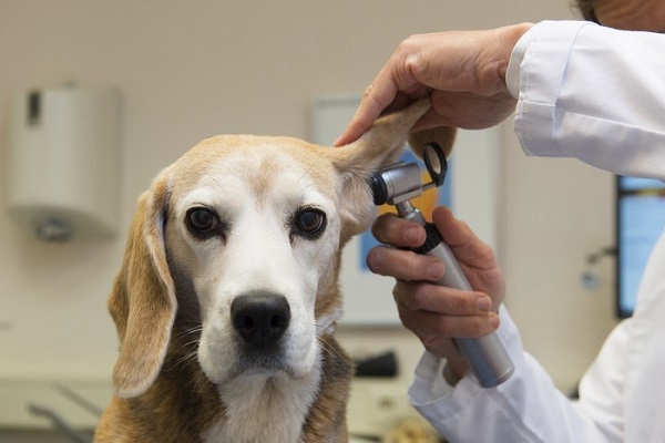 visita alle orecchie del cane