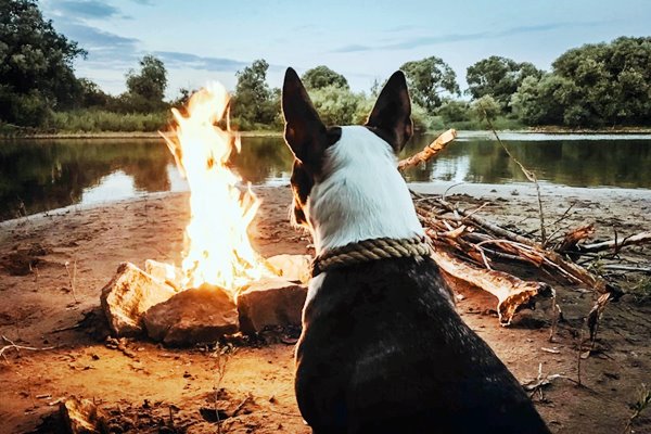 cane davanti al fuoco