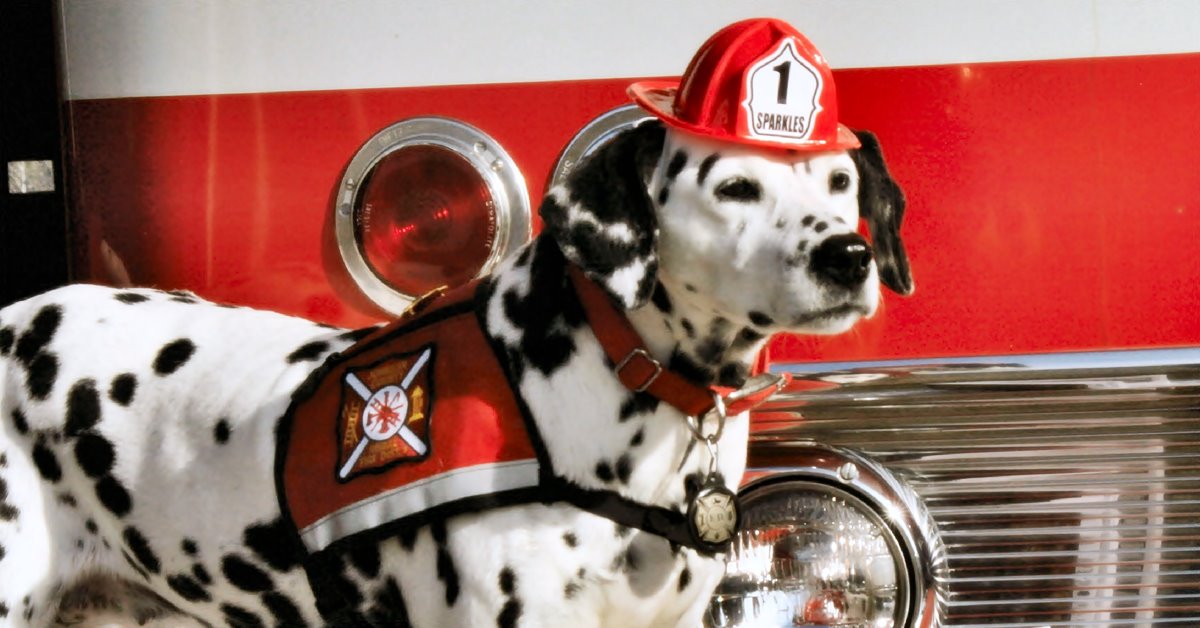 I cani percepiscono gli incendi e il fuoco?