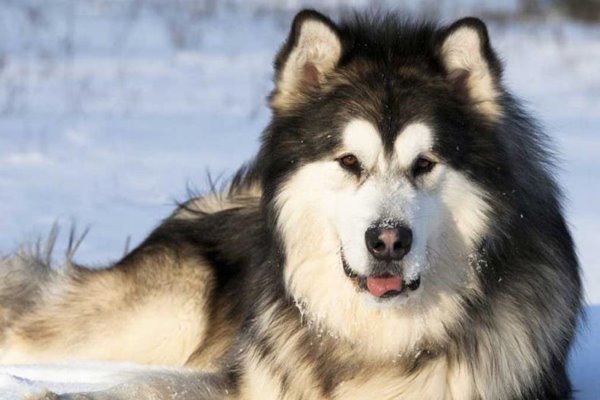 alaskan malamute