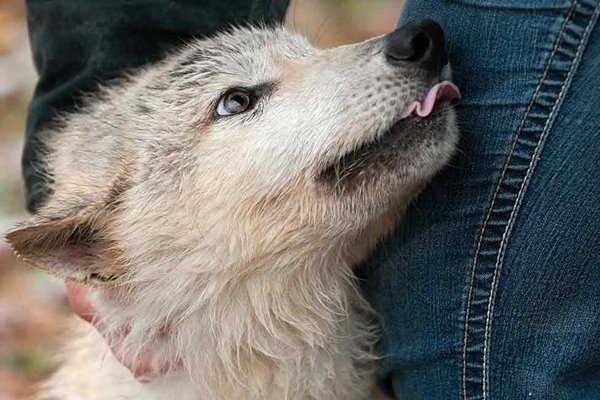 un giovane cane lupo