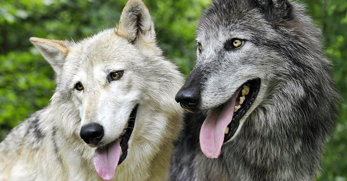 I cani possono accoppiarsi con i lupi?
