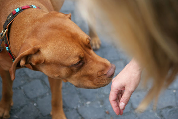 cane annusa mano