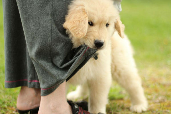 cane e padrone