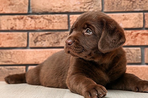 cucciolo di labrador marrone