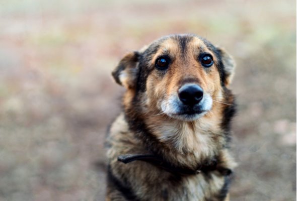 espressione triste del cane