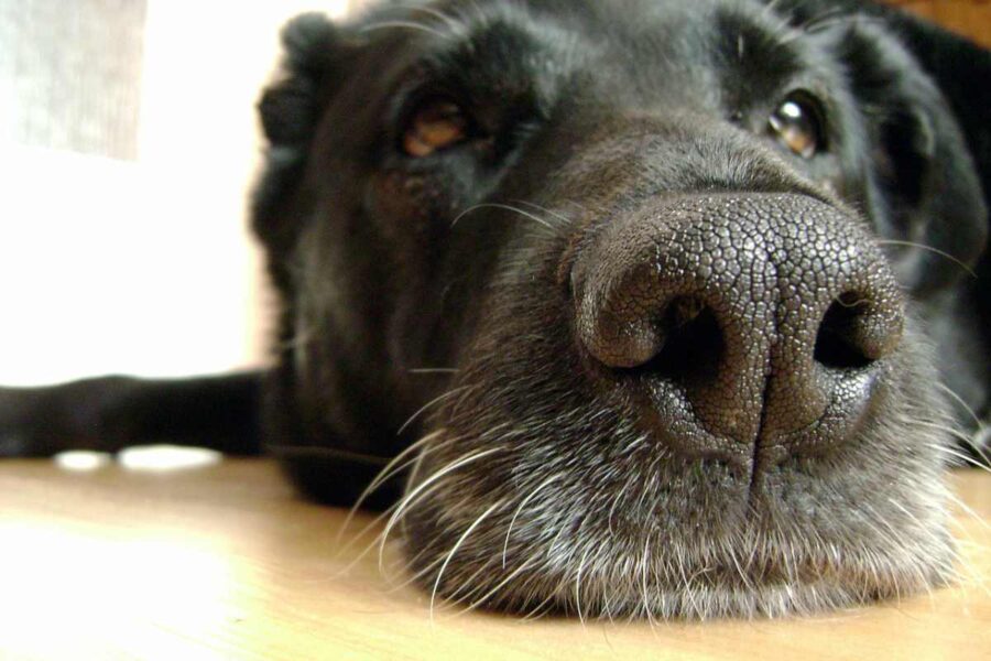 muso del cane in primo piano