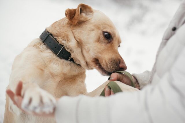 I cani possono avvertire l’emicrania? E possono aiutare?