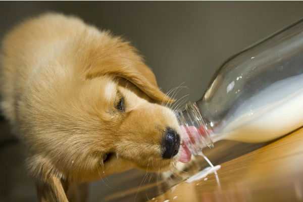 cane che beve dalla bottiglia