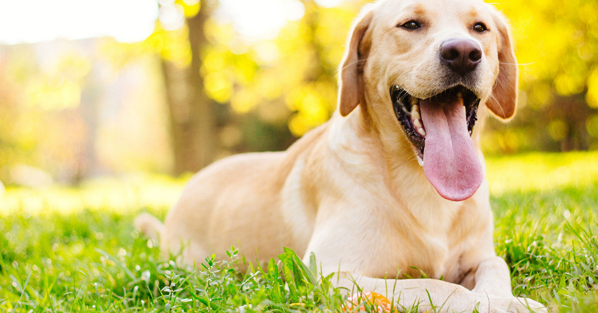 I cani possono bere il latte di soia o gli fa male?