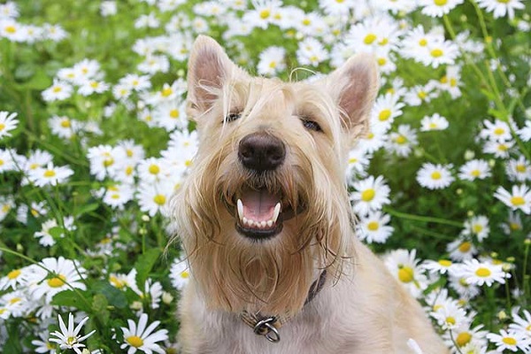 cane nel prato fiorito