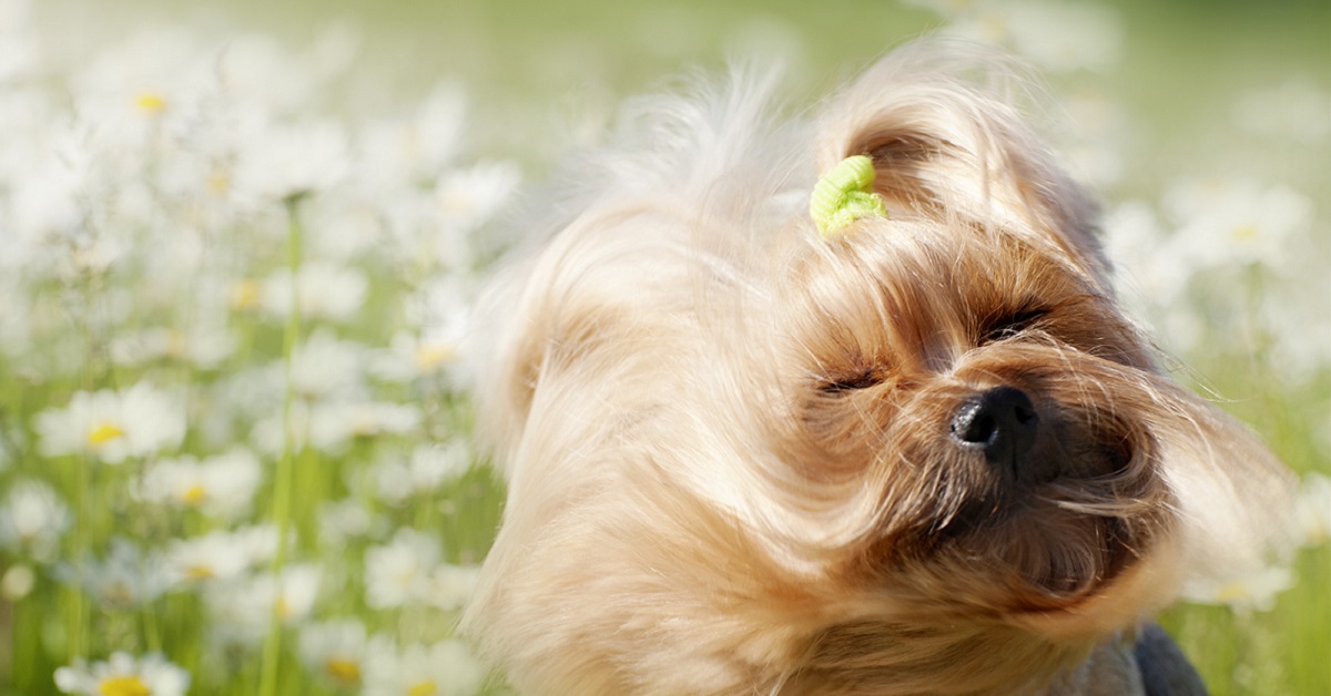 I cani possono bere la camomilla o gli fa male?