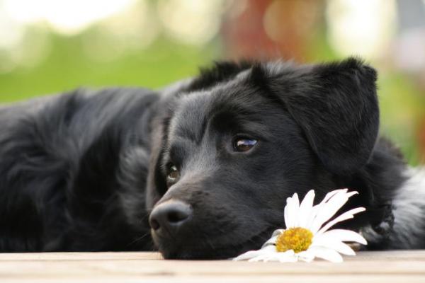 cane con fiore