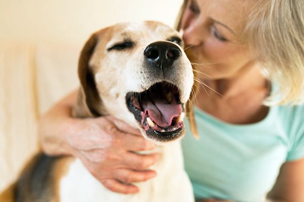 cane che sbadiglia