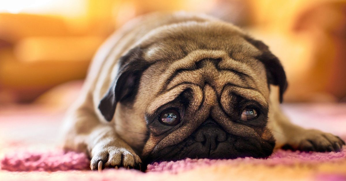 I cani possono capire le tensioni tra umani?