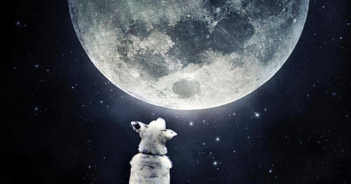 I cani possono capire se c’è la luna piena?