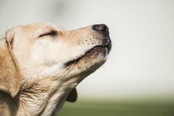 cane che annusa 