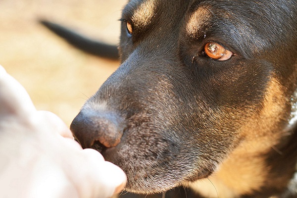 cane odora mano