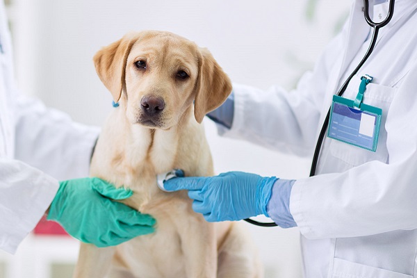 cucciolo di labrador