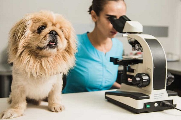 donna al microscopio e cane su tavolo