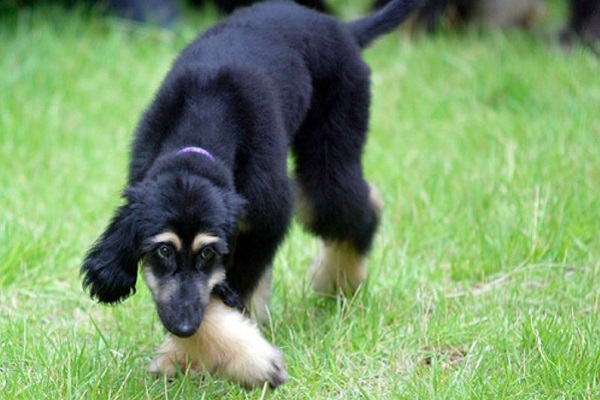 snuppy, cane clonato