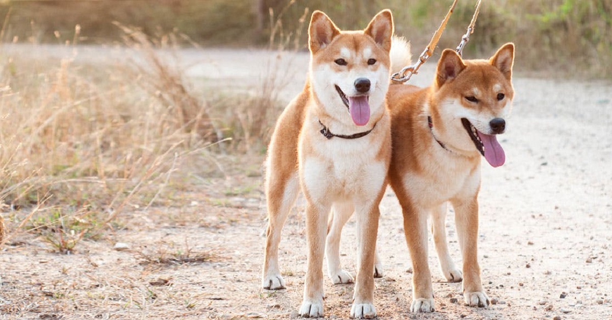 I cani possono essere clonati?